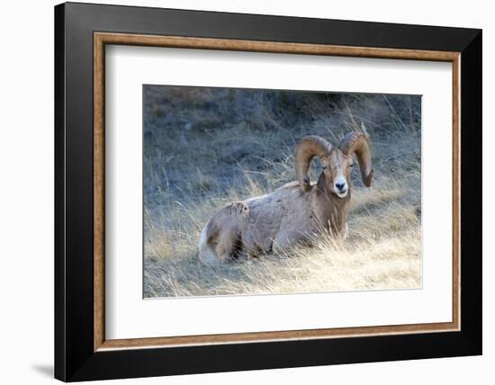 Rocky Mountain Bighorn Sheep, Ovis Canadensis Canadensis, B.C, Canada-Richard Wright-Framed Photographic Print