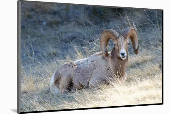 Rocky Mountain Bighorn Sheep, Ovis Canadensis Canadensis, B.C, Canada-Richard Wright-Mounted Photographic Print