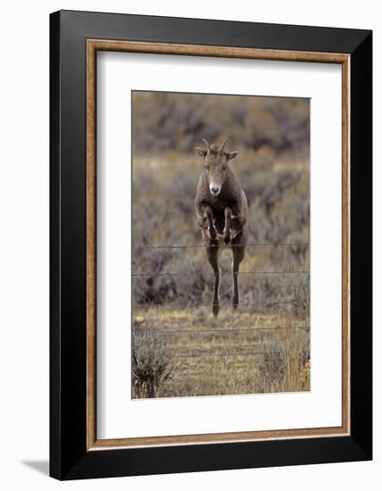 Rocky Mountain Bighorn Sheep (Ovis Canadensis) Female Jumping Barbed Wire Fence, Montana, USA-Charlie Summers-Framed Photographic Print