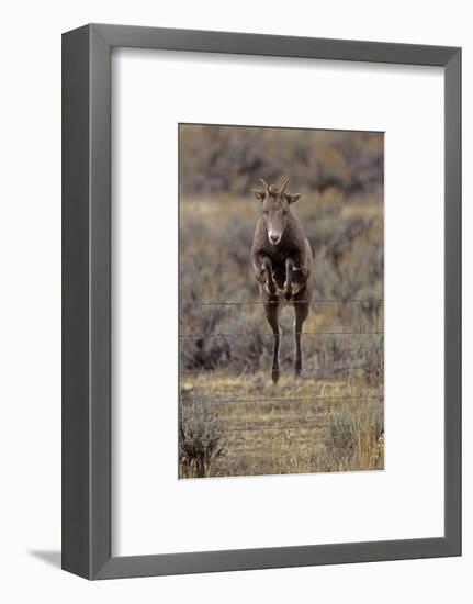 Rocky Mountain Bighorn Sheep (Ovis Canadensis) Female Jumping Barbed Wire Fence, Montana, USA-Charlie Summers-Framed Photographic Print