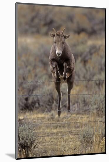 Rocky Mountain Bighorn Sheep (Ovis Canadensis) Female Jumping Barbed Wire Fence, Montana, USA-Charlie Summers-Mounted Photographic Print