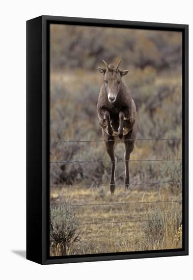 Rocky Mountain Bighorn Sheep (Ovis Canadensis) Female Jumping Barbed Wire Fence, Montana, USA-Charlie Summers-Framed Premier Image Canvas