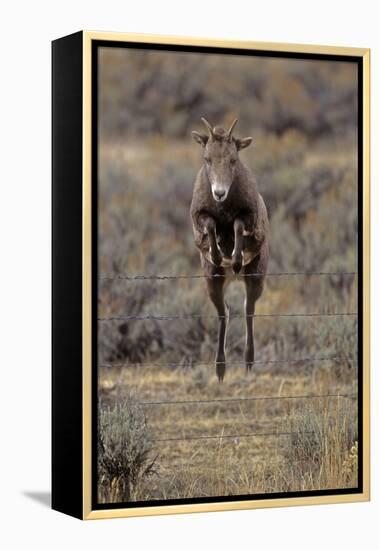 Rocky Mountain Bighorn Sheep (Ovis Canadensis) Female Jumping Barbed Wire Fence, Montana, USA-Charlie Summers-Framed Premier Image Canvas