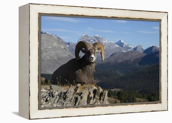 Rocky Mountain Bighorn Sheep Ram, Canadian Rockies-Ken Archer-Framed Premier Image Canvas