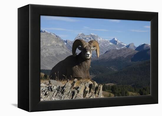 Rocky Mountain Bighorn Sheep Ram, Canadian Rockies-Ken Archer-Framed Premier Image Canvas