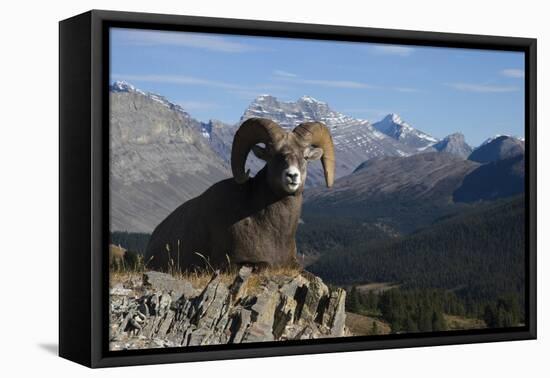 Rocky Mountain Bighorn Sheep Ram, Canadian Rockies-Ken Archer-Framed Premier Image Canvas