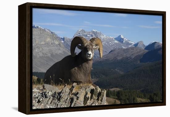 Rocky Mountain Bighorn Sheep Ram, Canadian Rockies-Ken Archer-Framed Premier Image Canvas