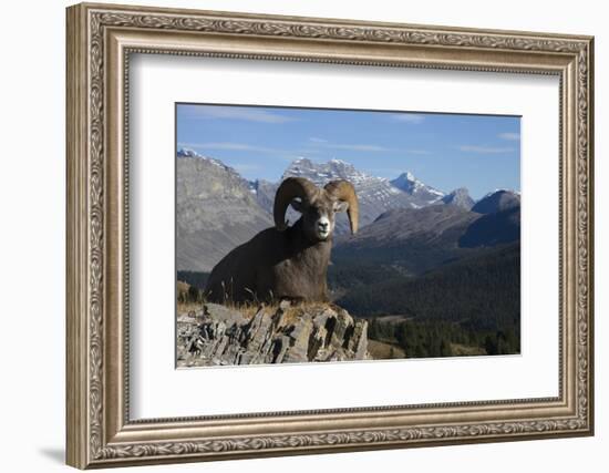 Rocky Mountain Bighorn Sheep Ram, Canadian Rockies-Ken Archer-Framed Photographic Print