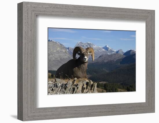 Rocky Mountain Bighorn Sheep Ram, Canadian Rockies-Ken Archer-Framed Photographic Print