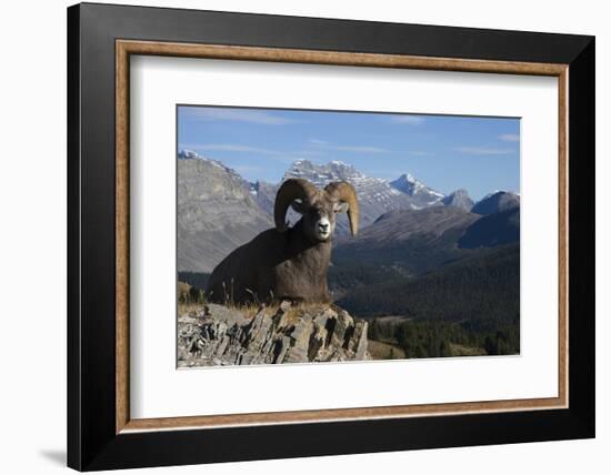 Rocky Mountain Bighorn Sheep Ram, Canadian Rockies-Ken Archer-Framed Photographic Print