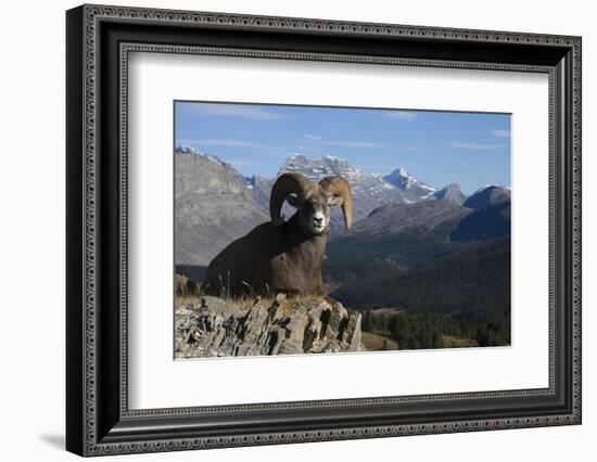 Rocky Mountain Bighorn Sheep Ram, Canadian Rockies-Ken Archer-Framed Photographic Print
