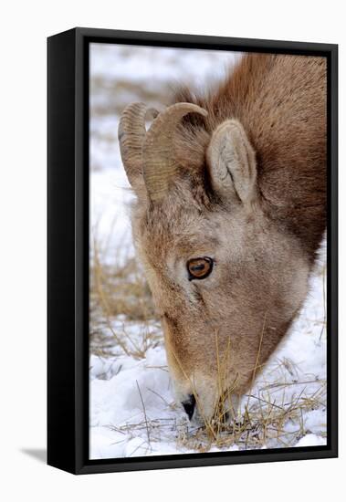 Rocky Mountain Bighorn Sheep Ram in Jasper National Park, Alberta, Canada-Richard Wright-Framed Premier Image Canvas