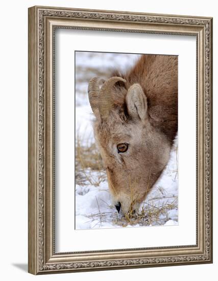 Rocky Mountain Bighorn Sheep Ram in Jasper National Park, Alberta, Canada-Richard Wright-Framed Photographic Print