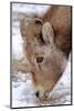 Rocky Mountain Bighorn Sheep Ram in Jasper National Park, Alberta, Canada-Richard Wright-Mounted Photographic Print