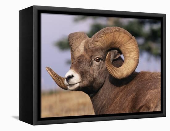 Rocky Mountain Bighorn Sheep, Ram, Jasper National Park, Alberta, USA-Lynn M. Stone-Framed Premier Image Canvas