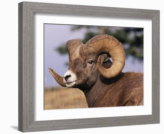 Rocky Mountain Bighorn Sheep, Ram, Jasper National Park, Alberta, USA-Lynn M. Stone-Framed Photographic Print