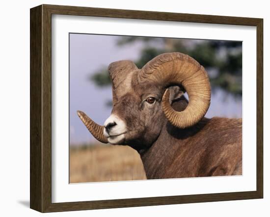 Rocky Mountain Bighorn Sheep, Ram, Jasper National Park, Alberta, USA-Lynn M. Stone-Framed Photographic Print