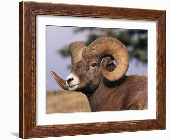 Rocky Mountain Bighorn Sheep, Ram, Jasper National Park, Alberta, USA-Lynn M. Stone-Framed Photographic Print