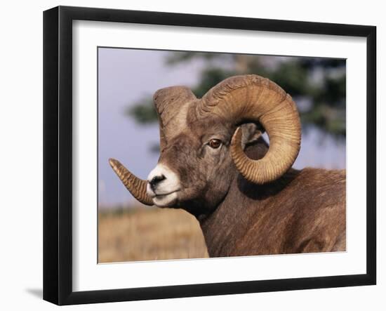 Rocky Mountain Bighorn Sheep, Ram, Jasper National Park, Alberta, USA-Lynn M. Stone-Framed Photographic Print