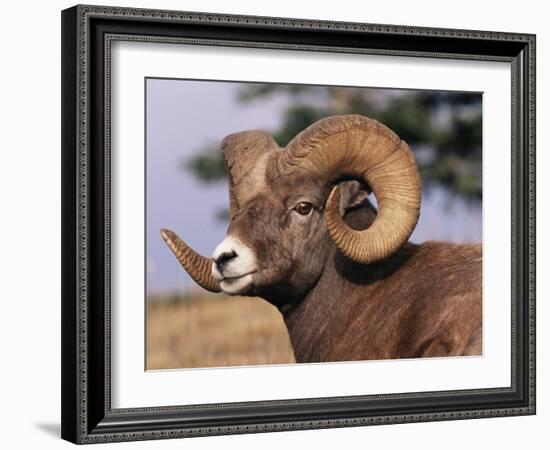 Rocky Mountain Bighorn Sheep, Ram, Jasper National Park, Alberta, USA-Lynn M. Stone-Framed Photographic Print