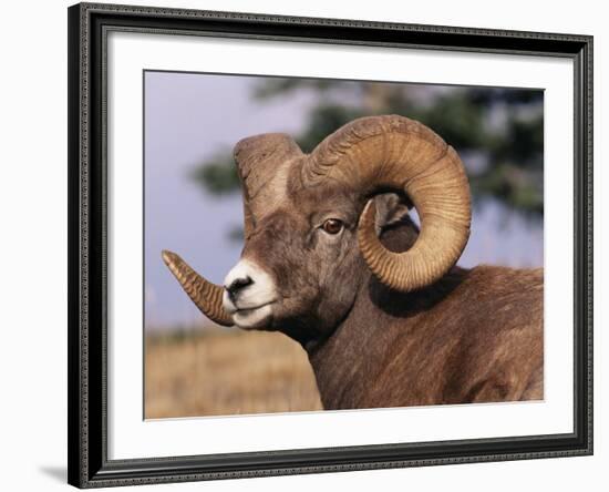 Rocky Mountain Bighorn Sheep, Ram, Jasper National Park, Alberta, USA-Lynn M. Stone-Framed Photographic Print