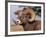 Rocky Mountain Bighorn Sheep, Ram, Jasper National Park, Alberta, USA-Lynn M. Stone-Framed Photographic Print