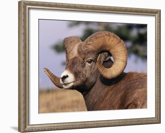 Rocky Mountain Bighorn Sheep, Ram, Jasper National Park, Alberta, USA-Lynn M. Stone-Framed Photographic Print