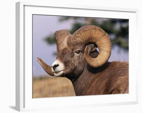 Rocky Mountain Bighorn Sheep, Ram, Jasper National Park, Alberta, USA-Lynn M. Stone-Framed Photographic Print