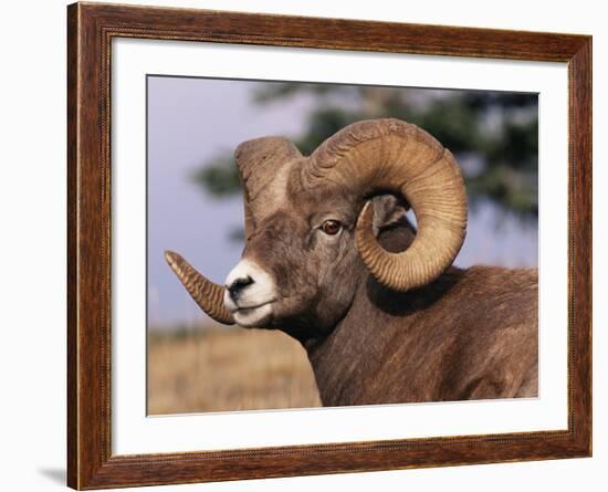 Rocky Mountain Bighorn Sheep, Ram, Jasper National Park, Alberta, USA-Lynn M. Stone-Framed Photographic Print