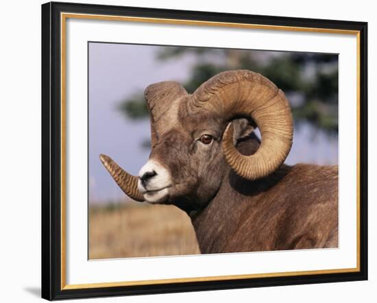 Rocky Mountain Bighorn Sheep, Ram, Jasper National Park, Alberta, USA-Lynn M. Stone-Framed Photographic Print