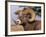 Rocky Mountain Bighorn Sheep, Ram, Jasper National Park, Alberta, USA-Lynn M. Stone-Framed Photographic Print