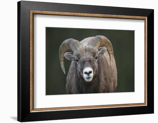 Rocky Mountain Bighorn Sheep Ram (Ovis canadensis), Jasper National Park, Alberta-Jon Reaves-Framed Photographic Print