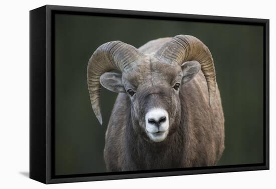 Rocky Mountain Bighorn Sheep Ram (Ovis canadensis), Jasper National Park, Alberta-Jon Reaves-Framed Premier Image Canvas