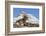 Rocky Mountain bighorn sheep ram, resting in the alpine country-Ken Archer-Framed Photographic Print