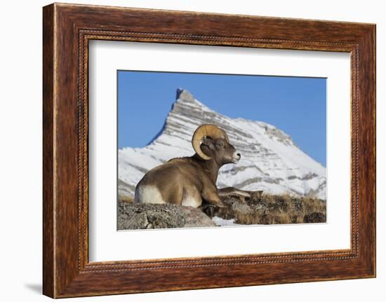 Rocky Mountain bighorn sheep ram, resting in the alpine country-Ken Archer-Framed Photographic Print