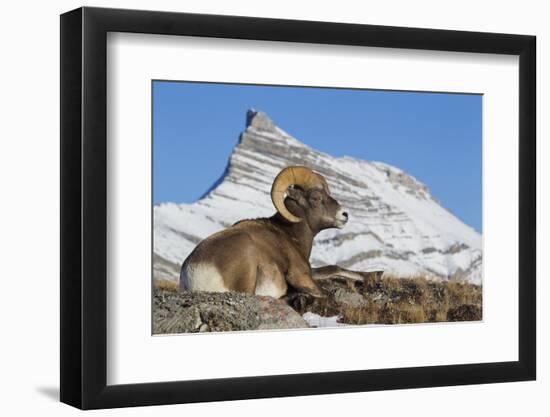 Rocky Mountain bighorn sheep ram, resting in the alpine country-Ken Archer-Framed Photographic Print