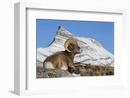 Rocky Mountain bighorn sheep ram, resting in the alpine country-Ken Archer-Framed Photographic Print