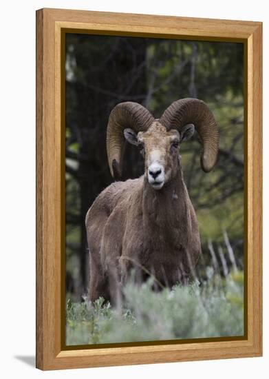 Rocky Mountain Bighorn Sheep Ram-Ken Archer-Framed Premier Image Canvas