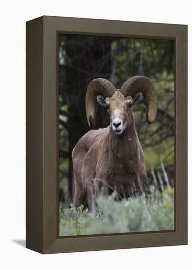 Rocky Mountain Bighorn Sheep Ram-Ken Archer-Framed Premier Image Canvas