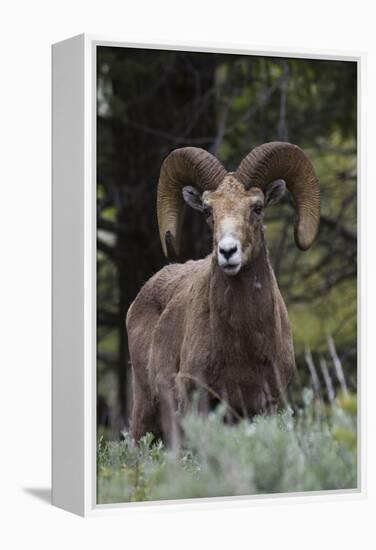 Rocky Mountain Bighorn Sheep Ram-Ken Archer-Framed Premier Image Canvas