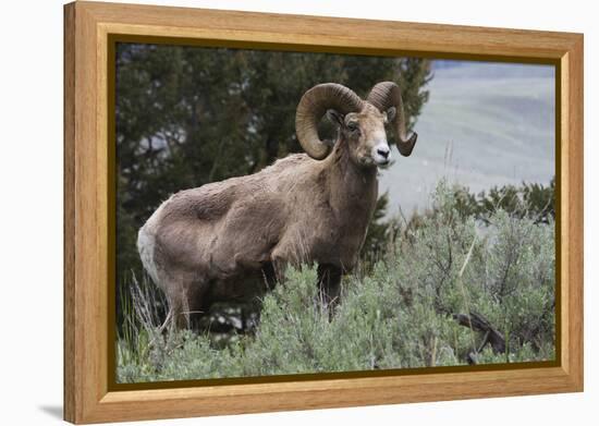 Rocky Mountain Bighorn Sheep Ram-Ken Archer-Framed Premier Image Canvas