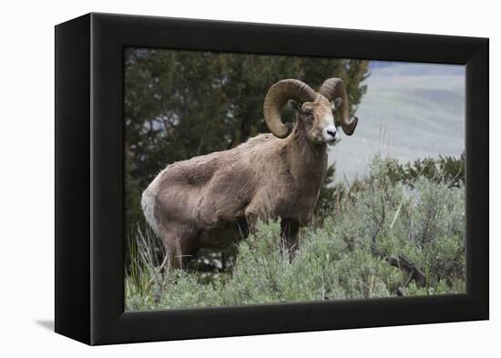 Rocky Mountain Bighorn Sheep Ram-Ken Archer-Framed Premier Image Canvas