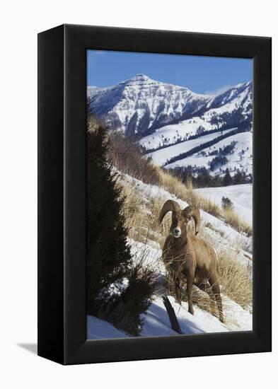 Rocky Mountain Bighorn Sheep Ram-Ken Archer-Framed Premier Image Canvas