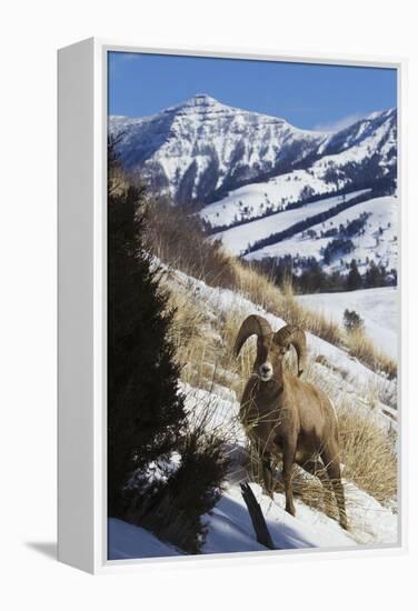 Rocky Mountain Bighorn Sheep Ram-Ken Archer-Framed Premier Image Canvas