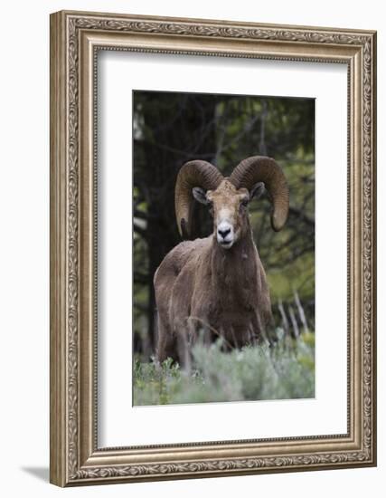 Rocky Mountain Bighorn Sheep Ram-Ken Archer-Framed Photographic Print