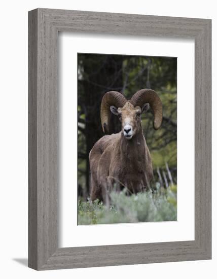 Rocky Mountain Bighorn Sheep Ram-Ken Archer-Framed Photographic Print