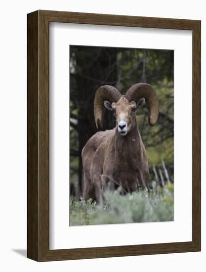 Rocky Mountain Bighorn Sheep Ram-Ken Archer-Framed Photographic Print
