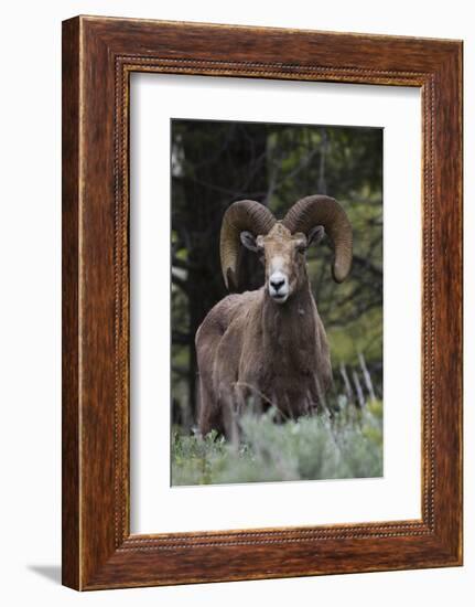 Rocky Mountain Bighorn Sheep Ram-Ken Archer-Framed Photographic Print