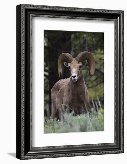 Rocky Mountain Bighorn Sheep Ram-Ken Archer-Framed Photographic Print