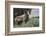 Rocky Mountain Bighorn Sheep Ram-Ken Archer-Framed Photographic Print